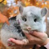 Микки
