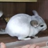Голден Виконт Зои