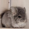 Оливия