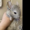 Серафима 