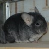 Марик
