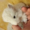 ЧинЧик Литий