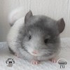 Лонг Ван Флаффи Фан
