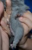 пузо со вспышкой