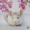 Аманда