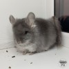 Олаф