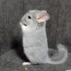 Клайд