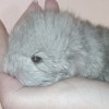 Шарль