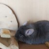Корица