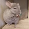 АнвИ  Дарий