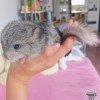 СИ Евстигней