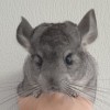 СИ Евдокия