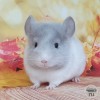 Колин