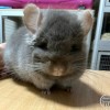 Шоко Заяц НСБ