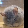 Фиона