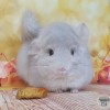 Митч