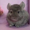 Иглица
