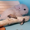 Гаяна