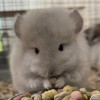 Евдоким