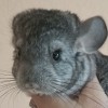 Касси