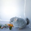 Милка_Шая_КХ
