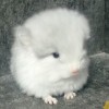 Лоэнгрин