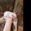 АМ Чакчак