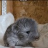 Катинка Джус