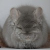 Момо