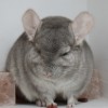 Мива
