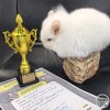 Юривьер Фауна Сам