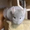 Лиан МиР