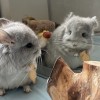 Лучана МиР