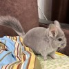 Шелби