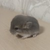 Анг Рина