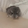 Анг Тимон
