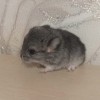 Анг Лина