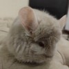  Анг Лола