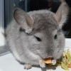 Маркиза