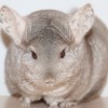 бк
