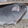 Кокетка 