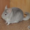 Йорик 