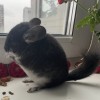 Кассиопея Чж
