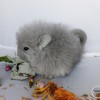 Олимп_КХ
