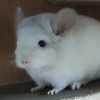 Коржик