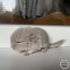 Илайя 