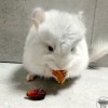 каспер