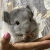 Амур