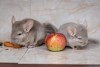 1,5 мес (28.09.23)с бежевой сестрой