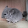 АнвИ Унция